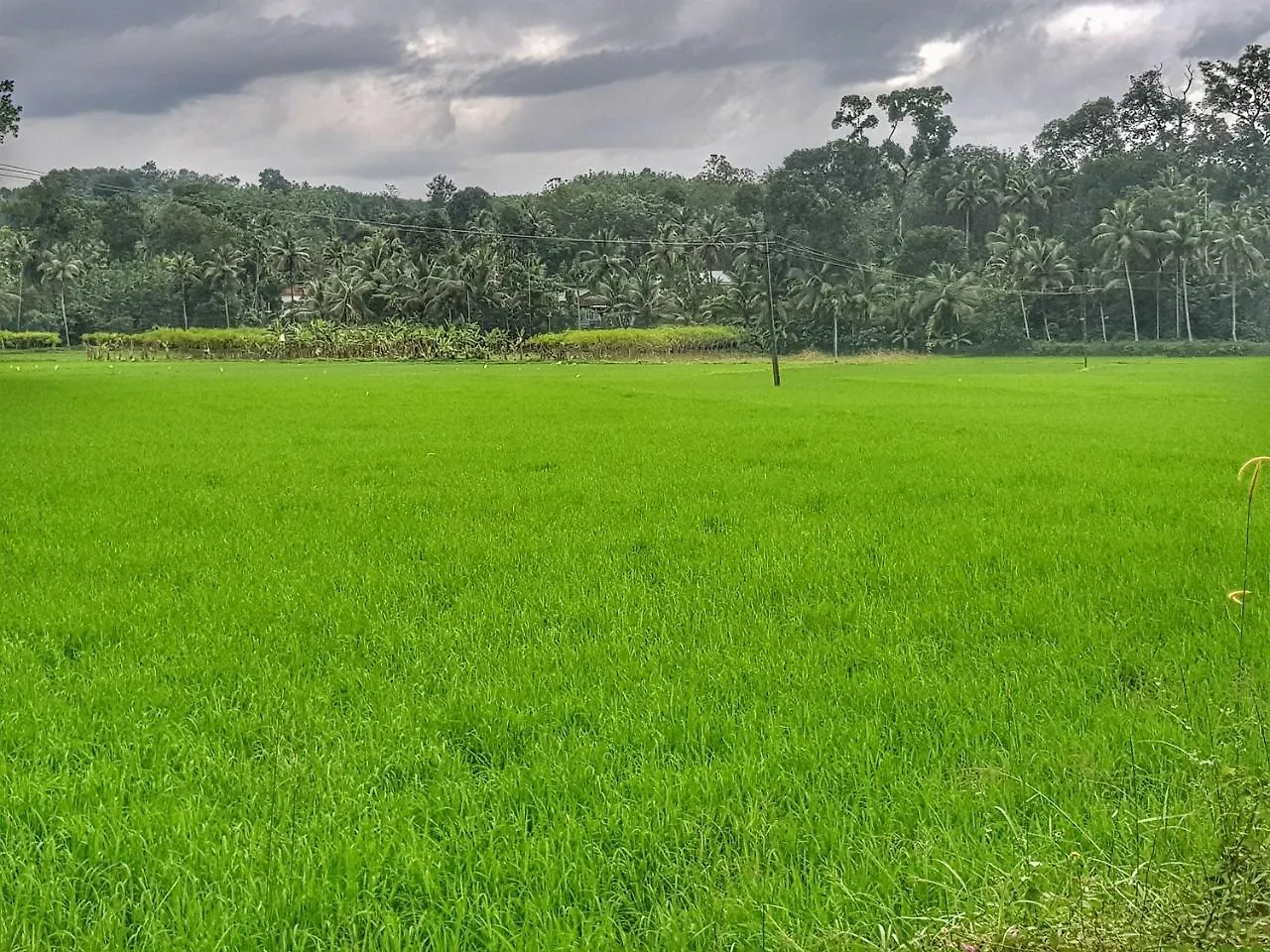 Clouds Village Farm Resort Thodupuzha